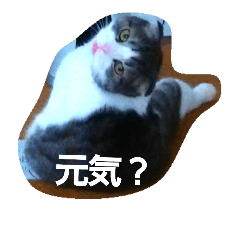 [LINEスタンプ] marumaru cat photo
