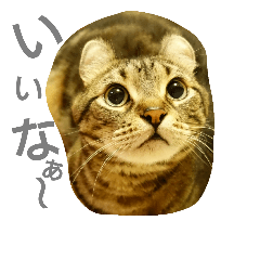 [LINEスタンプ] にゃんこ～ず(其の一)