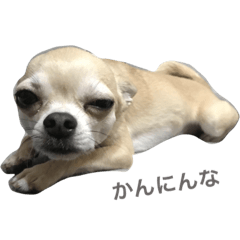 [LINEスタンプ] 日常で使えるワンコ