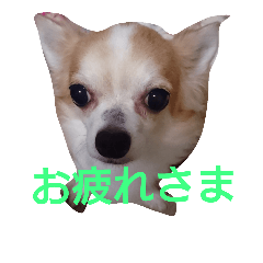 [LINEスタンプ] ginn2