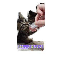 [LINEスタンプ] 日常の一言ニャン