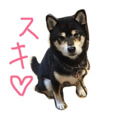 [LINEスタンプ] 黒柴優作