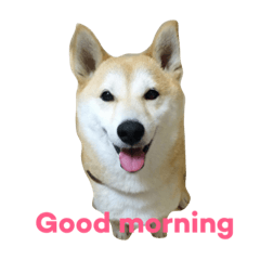[LINEスタンプ] 柴犬アスカ