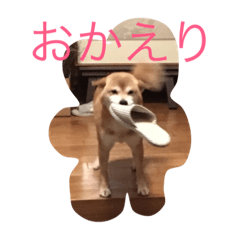 [LINEスタンプ] 柴犬ゆうクン
