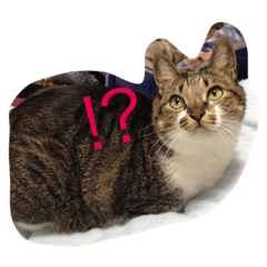 [LINEスタンプ] ゴン
