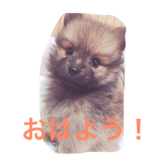 [LINEスタンプ] ポメ ポコちゃん