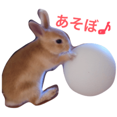 [LINEスタンプ] うさぎの日常(^^)