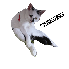 [LINEスタンプ] 牛柄ねこかるびくん①