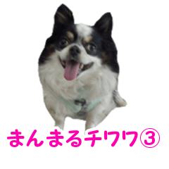 [LINEスタンプ] まんまるチワワ3
