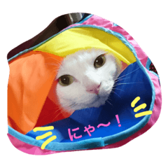 [LINEスタンプ] 白猫スピカにゃ～！