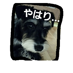[LINEスタンプ] 鮪太郎