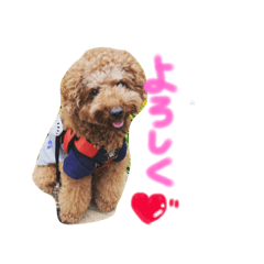 [LINEスタンプ] トイプードルぷーた