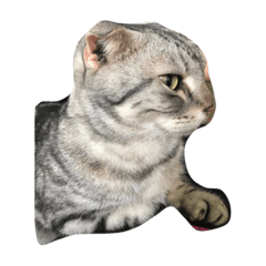 [LINEスタンプ] Sin Cat
