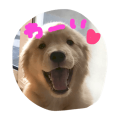 [LINEスタンプ] ゴールデンレトリバー 金太郎