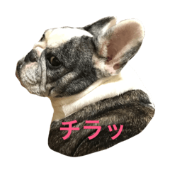 [LINEスタンプ] デイジースタンプ(本名わらび)