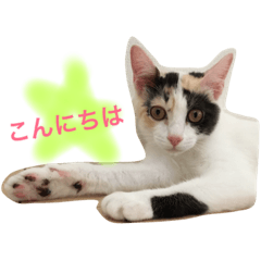 [LINEスタンプ] ねこのねこ美