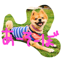 [LINEスタンプ] 岡本りきちゃん！
