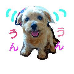 [LINEスタンプ] ノーフォークのペロちゃんのpart2