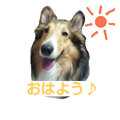 [LINEスタンプ] シェルティ天ちゃん