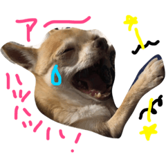 [LINEスタンプ] Chihuahua Kirara from Kyoto version 3
