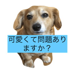 [LINEスタンプ] キャワイイ犬