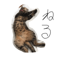 [LINEスタンプ] 可愛いニャンコの日常、構って欲しい