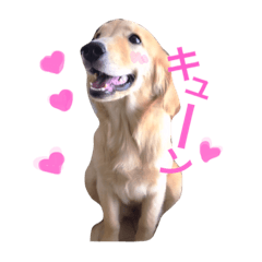 [LINEスタンプ] ゴールデンレトリバーのつくし