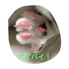 [LINEスタンプ] うちの4にゃんず
