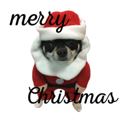 [LINEスタンプ] 愛犬チワワとハムスター鳥