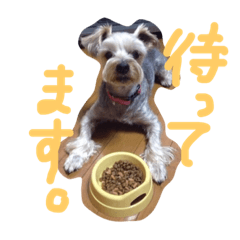 [LINEスタンプ] ポコの気持ち