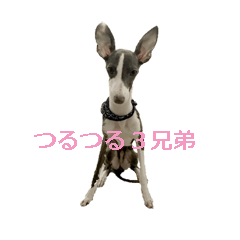 [LINEスタンプ] three brothers dog part 3
