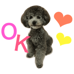 [LINEスタンプ] トイプードルシルバー♡bebe♡