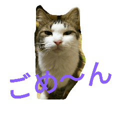 [LINEスタンプ] 猫猫猫猫ちゃん