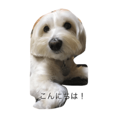 [LINEスタンプ] Everyday of moko.