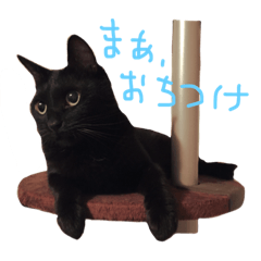 [LINEスタンプ] カワチ家のニケさん