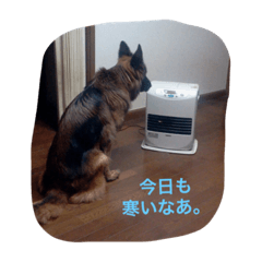 [LINEスタンプ] レディー/ジャーマンシェパード