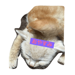 [LINEスタンプ] ニャンコ日常