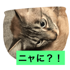 [LINEスタンプ] ミント王子