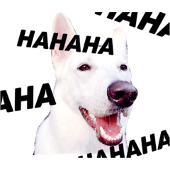 [LINEスタンプ] ホワイトシェパードと柴犬