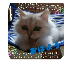 [LINEスタンプ] 猫1234