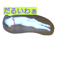 [LINEスタンプ] 白いぬ