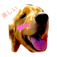 [LINEスタンプ] ココロ  ワン  ワン