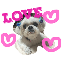 [LINEスタンプ] 可愛いシーズー犬のビッキー
