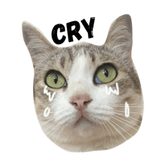 [LINEスタンプ] family meow