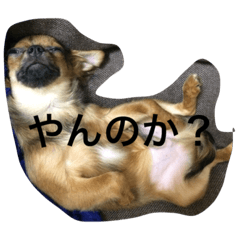 [LINEスタンプ] ココモン