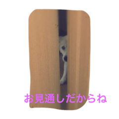 [LINEスタンプ] 無愛想犬のスタンプ