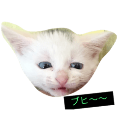 [LINEスタンプ] cat Kukku
