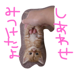 [LINEスタンプ] のんびりやさんのねこちゃんといっしょの画像（メイン）