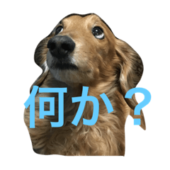 [LINEスタンプ] ダックスももちゃん