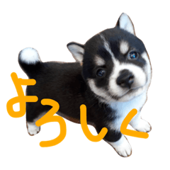 [LINEスタンプ] 黒豆柴 りく